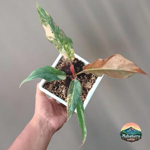 Philodendron Caramel Marbie, planta de interior tropical variegada y poco común.
