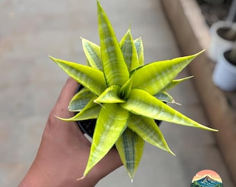 Sansevieria Cordova variegada - planta de interior tropical