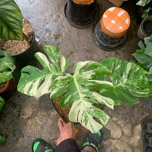 May include: A variegated Monstera plant in a black pot, with large, split leaves displaying a mix of green and white. The image is taken from above, revealing other plants and pots in the background. The plant is a popular houseplant.