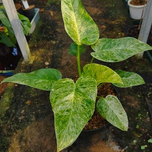 Variegated philodendron giganteum - Etsy 日本