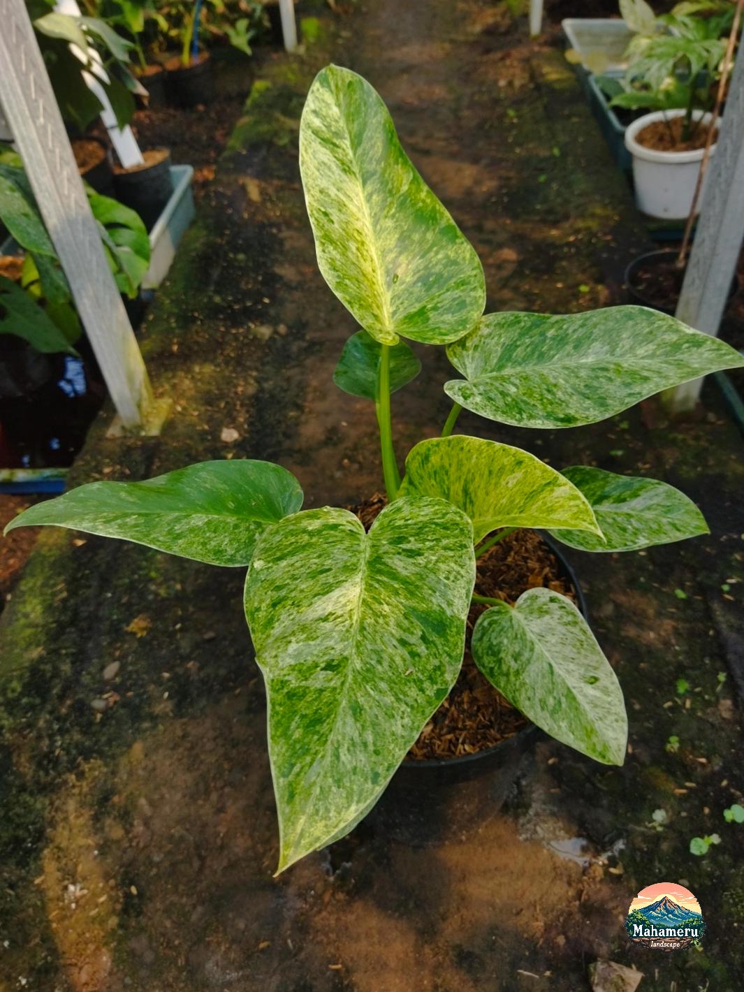 anthurium vittarifolium variegata Anthurium vittariifolium variegata main image 0
