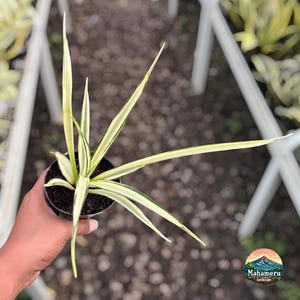 Könnte beinhalten: Eine Topfpflanze mit langen, schlanken, panaschierten Blättern in Grün- und Cremetönen. Die Pflanze wird in einem schwarzen Topf gehalten, und die Blätter sind spitz und bogenförmig. Die Pflanze ist mit dem Text "Mahameru landscape" beschriftet.