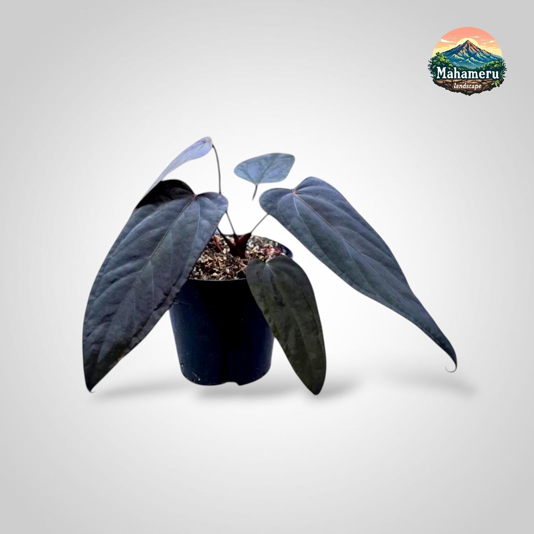 Anthurium papillilaminum - Etsy 日本
