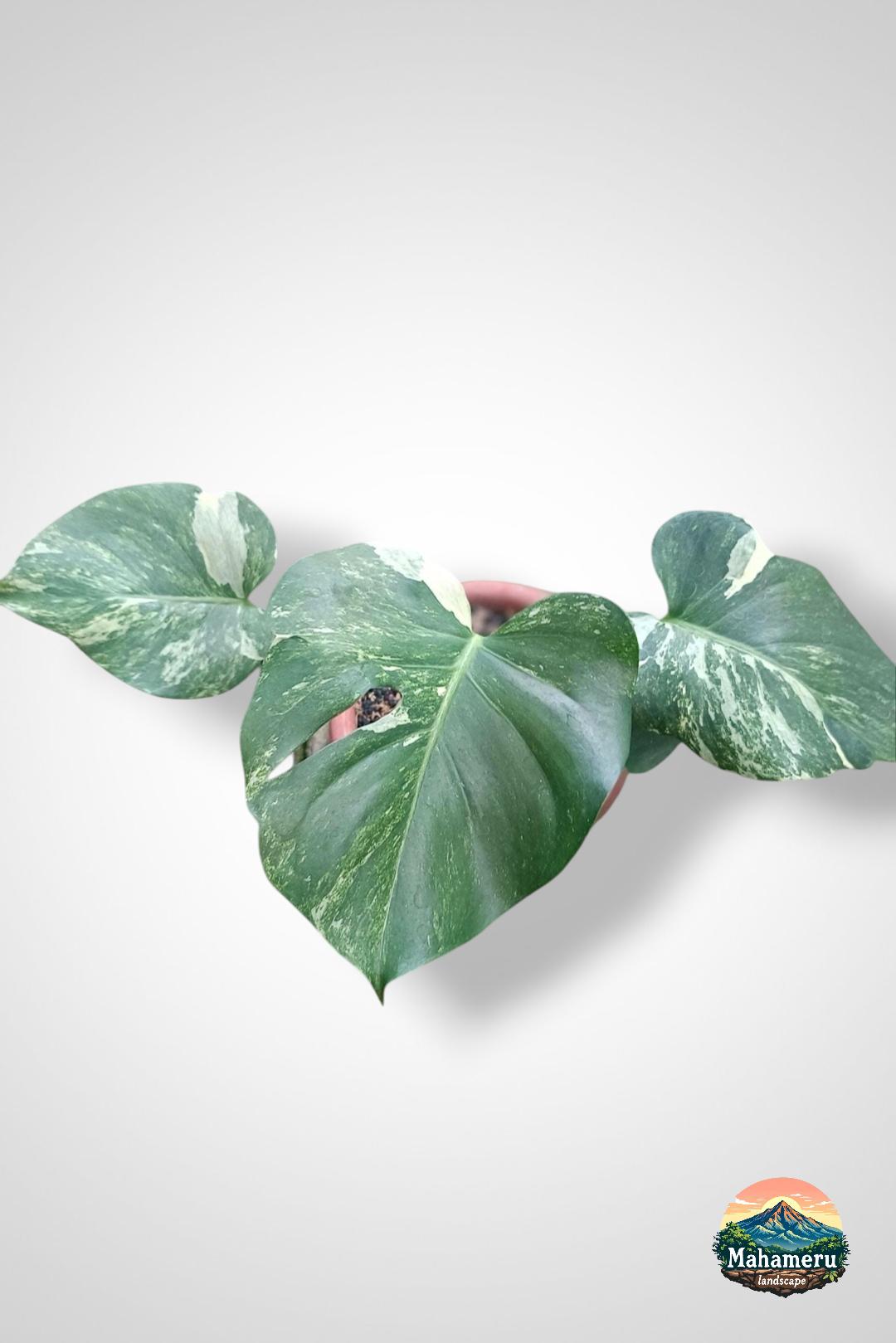Monstera Oceana - Etsy