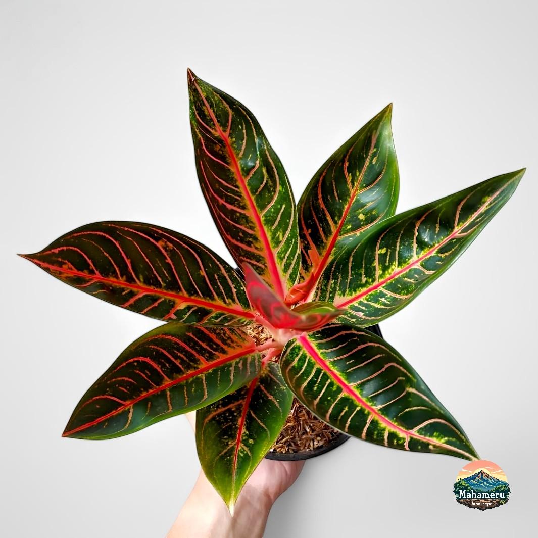 Aglaonema Pride of Sumatra - Etsy