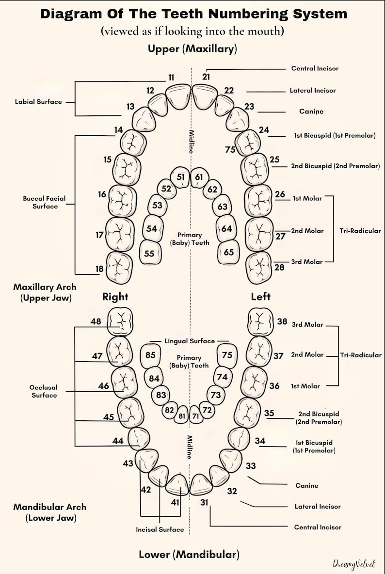 Teeth Numbering System Chart Printable, Dental Anatomy Wall Art ...