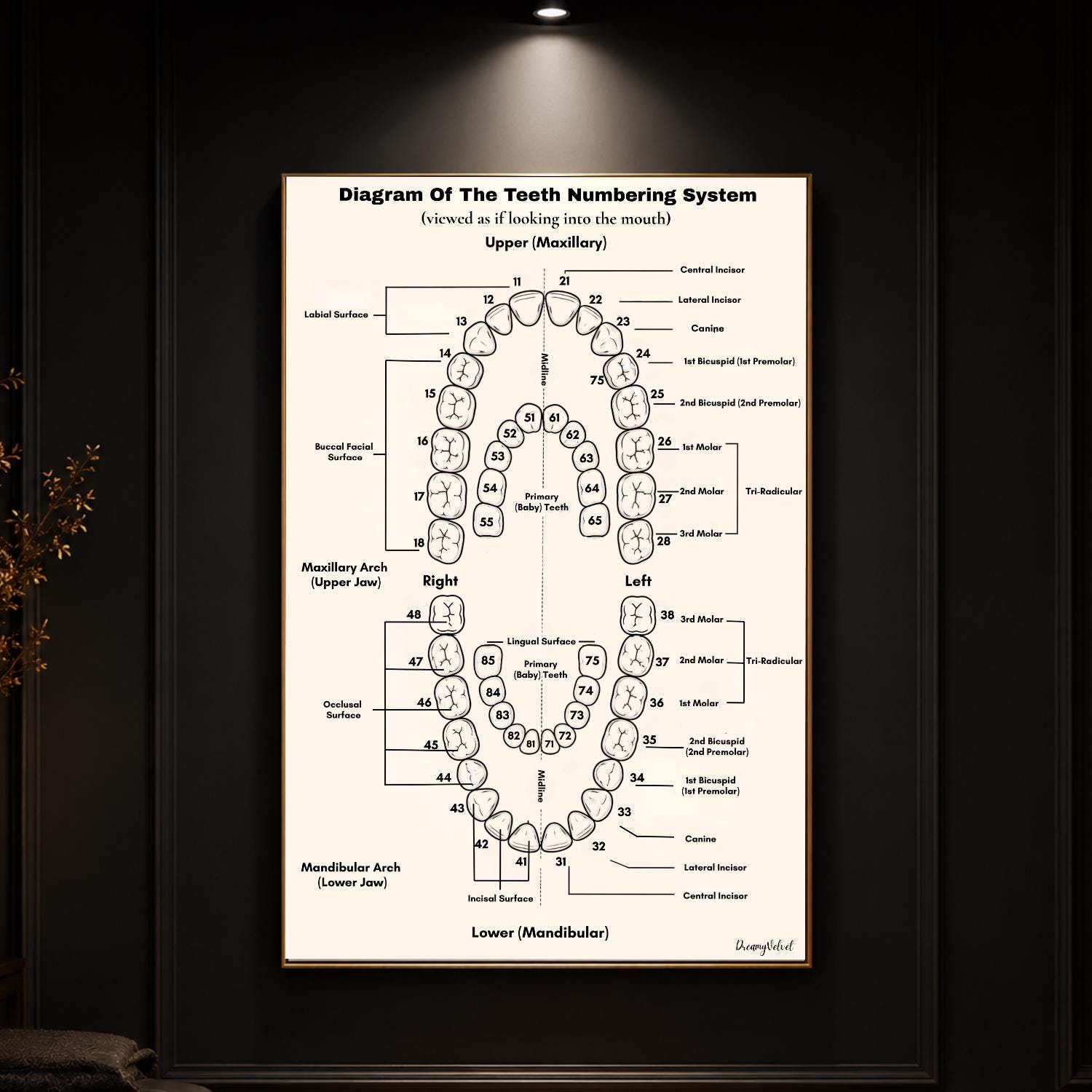 Teeth Numbering System Chart Printable, Dental Anatomy Wall Art ...