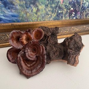 Peut inclure: Un groupe de champignons circulaires, brun foncé et brillants, fixés sur un morceau de bois flotté texturé de couleur brun foncé. Les champignons présentent des anneaux concentriques et une surface lisse et brillante.