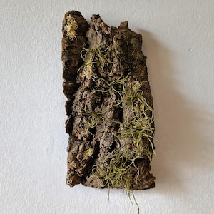 Peut inclure: Un morceau rectangulaire d'écorce d'arbre à la surface rugueuse et texturée. L'écorce est un mélange de brun et de brun foncé, avec des touffes de mousse vert clair et de longs brins de végétation verte.