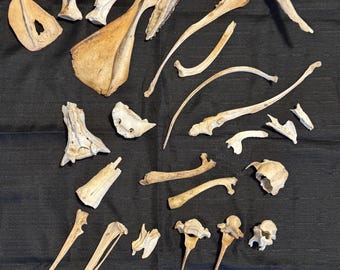 Nature cleaned bones 3 lbs