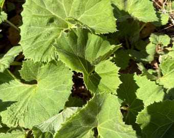 3 Petasites japonicus (planta de raíces desnudas), 머위뿌리