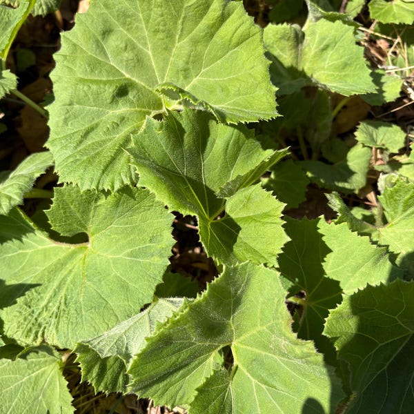 3 Petasites japonicus (planta de raíces desnudas), 머위뿌리