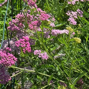 Puede incluir: Primer plano de vibrantes flores de milenrama rosa en plena floración. Las flores están agrupadas en cabezas densas y planas, rodeadas de follaje verde y plumoso. La imagen captura la belleza de un entorno de jardín natural.