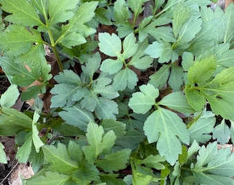 3 Rudbeckia laciniata bare roots 삼잎국화, 키다리 나물 뿌리