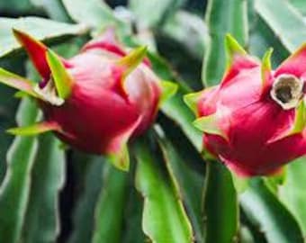 2 esquejes de fruta del dragón