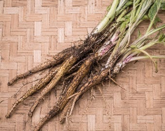 6+ Live Comfrey Root cuttings