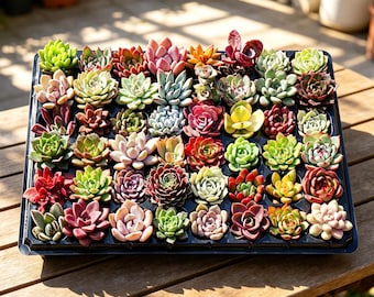 12/24/100 Live Succulent Plants, Plug Succulents for Starters, Various Varieties, Easy to Survive, Gift for Christmas, New Year, DIY Project