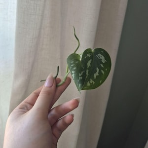 May include: A small plant cutting featuring two heart-shaped leaves with a dark green base color and irregular silver-white variegation patterns. The stem is light green and slender, extending from the base of the leaves in a curved shape.