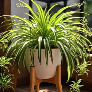 May include: A lush spider plant with long, green and white striped leaves, potted in a white ceramic pot. The pot sits on a natural wood plant stand, with other smaller plants in the background. The plant is in a well-lit outdoor setting.