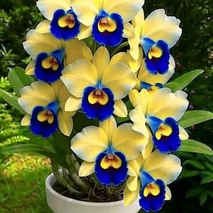 May include: A cluster of yellow orchids with blue and brown centers, potted in a white ceramic pot. The flowers have a delicate, layered petal structure and are set against a blurred green background.