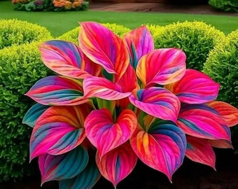 Hosta Bulbs – 10 Pack Easy Care Shade Garden & Balcony Plants