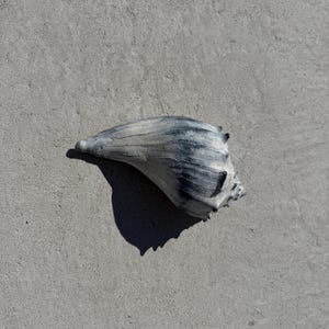 May include: A weathered seashell with a textured surface, displaying shades of gray and blue. The shell is positioned on a gray, concrete-like surface, casting a shadow.