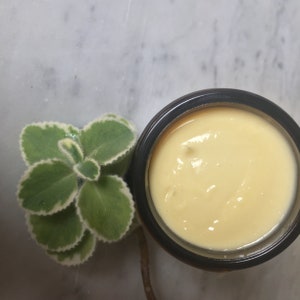 May include: A jar of light yellow cream with a dark rim, next to a small green plant with white edges. The cream has a smooth, creamy texture. The plant has soft, fuzzy leaves.