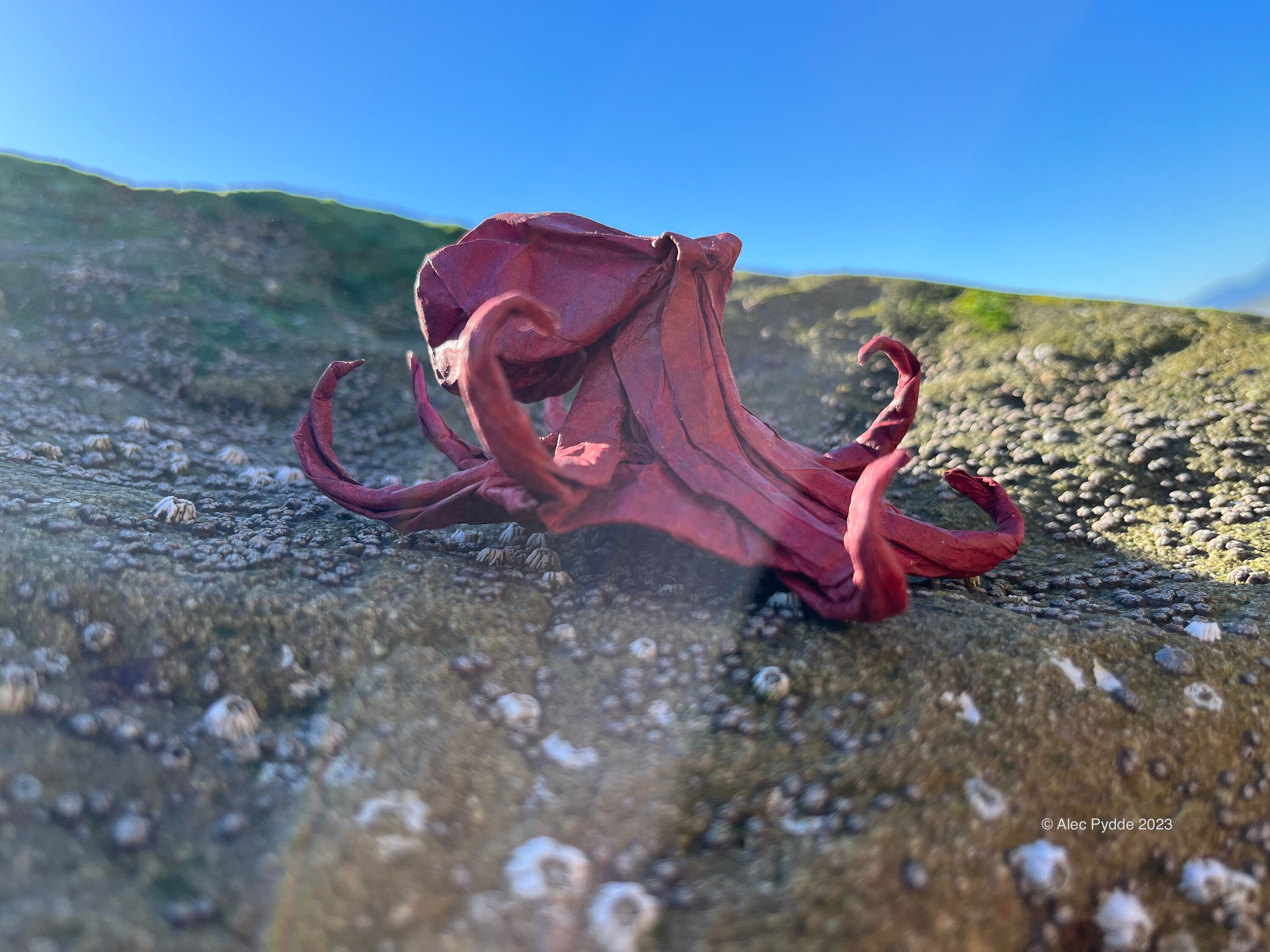 Paper Octopus Real Sculpture Origami Octopus Paper Sea Animal, Decorative, OOAK Sea Life ...