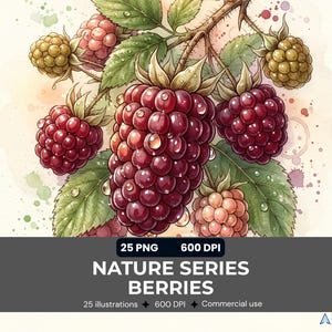 Op de afbeelding: Een aquarelillustratie van bramen aan een tak met groene bladeren en waterdruppels. De tekst luidt: 25 PNG, 600 DPI, NATURE SERIES BERRIES, 25 illustrations, 600 DPI, Commercial use, AVEXIS.