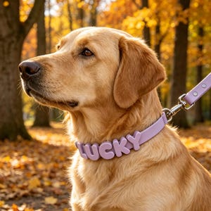 May include: A golden retriever wearing a lavender collar with the word "LUCKY" in block letters. The dog is outdoors in a park with fall foliage in the background. A matching lavender leash is attached to the collar.