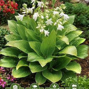 Può includere: Immagine di una pianta di Royal Standard Hosta con grandi foglie verdi e fiori bianchi. Il testo include "Fragrant White Flowers", "Shade Perennial", "Easy to Grow" e "Live Garden Plant".