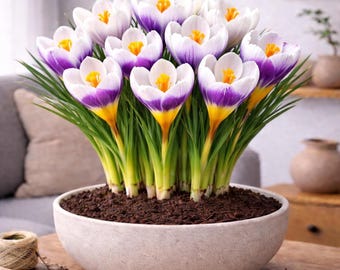 Tri Color Crocus Bulbs | Easy Indoor & Outdoor Spring Blooms