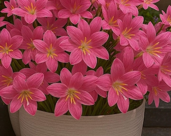 Bulbes de lys roses – Zephyranthes grandiflora Bulbes à fleurs vivaces