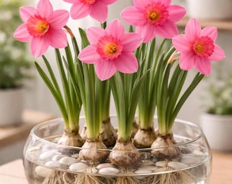 Pink Pony Daffodil Bulbs - Pre-Chilled Indoor Forcing, Winter Bloom Flowers