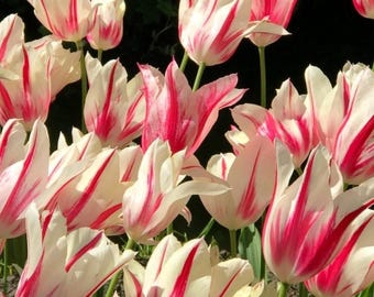 Bulbos de tulipán Carnaval de Río Triunfo perenne Flores de jardín de fácil cultivo