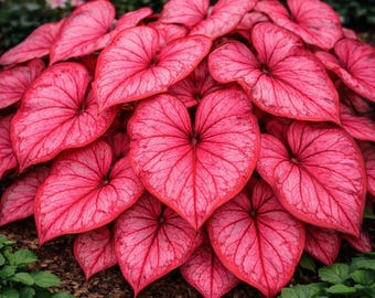 Bulbos de Caladium Desert Sunset: follaje tropical tolerante al sol, planta de hojas vistosas de color rosa salmón.