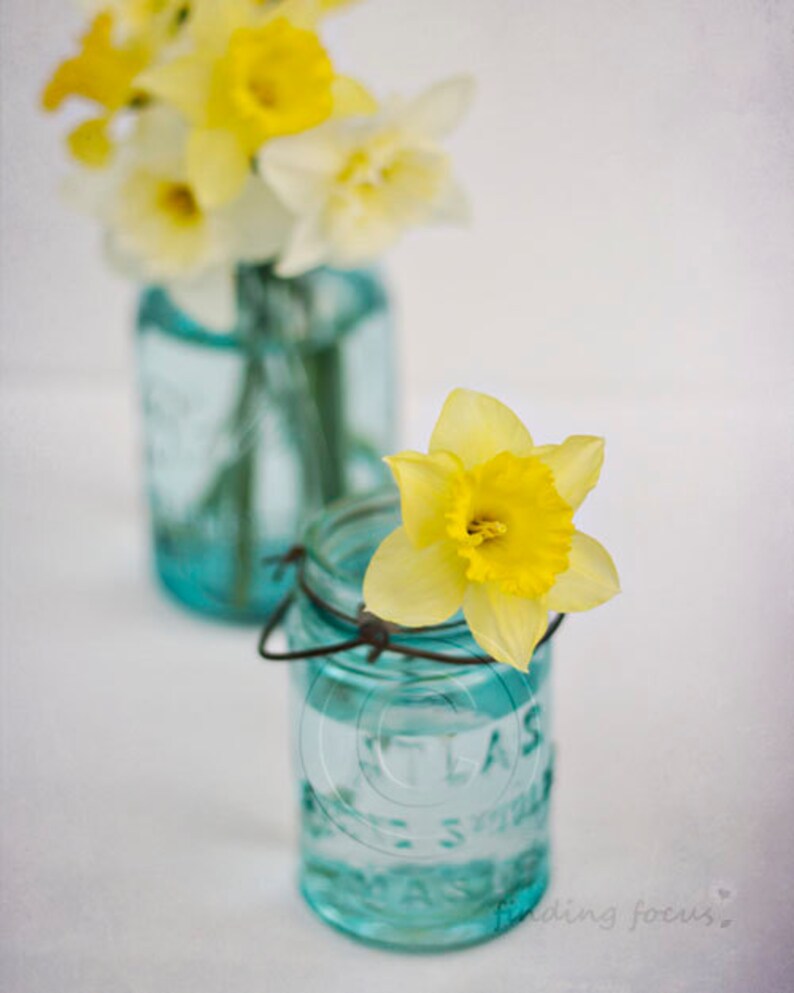 Daffodils Mason Jar Photography Spring Daffodil Flower Print Etsy