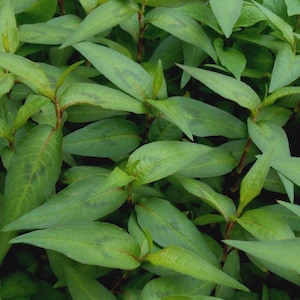 Vietnamese Coriander Rau Ram Starter Live Plant (2.5" POT)