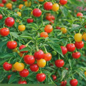 Wiri Wiri Pepper Starter Live Plant (2.5" POT)