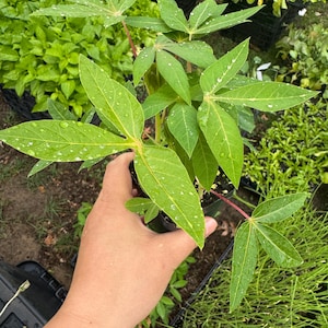 May include: A close-up of a green plant with large, lobed leaves, possibly cassava. The leaves have water droplets on them. The plant is in a small black pot, held by a hand. Other plants are in the background.
