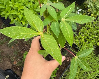 Cassava, Yuca Starter Live Plant - 2.5" POT