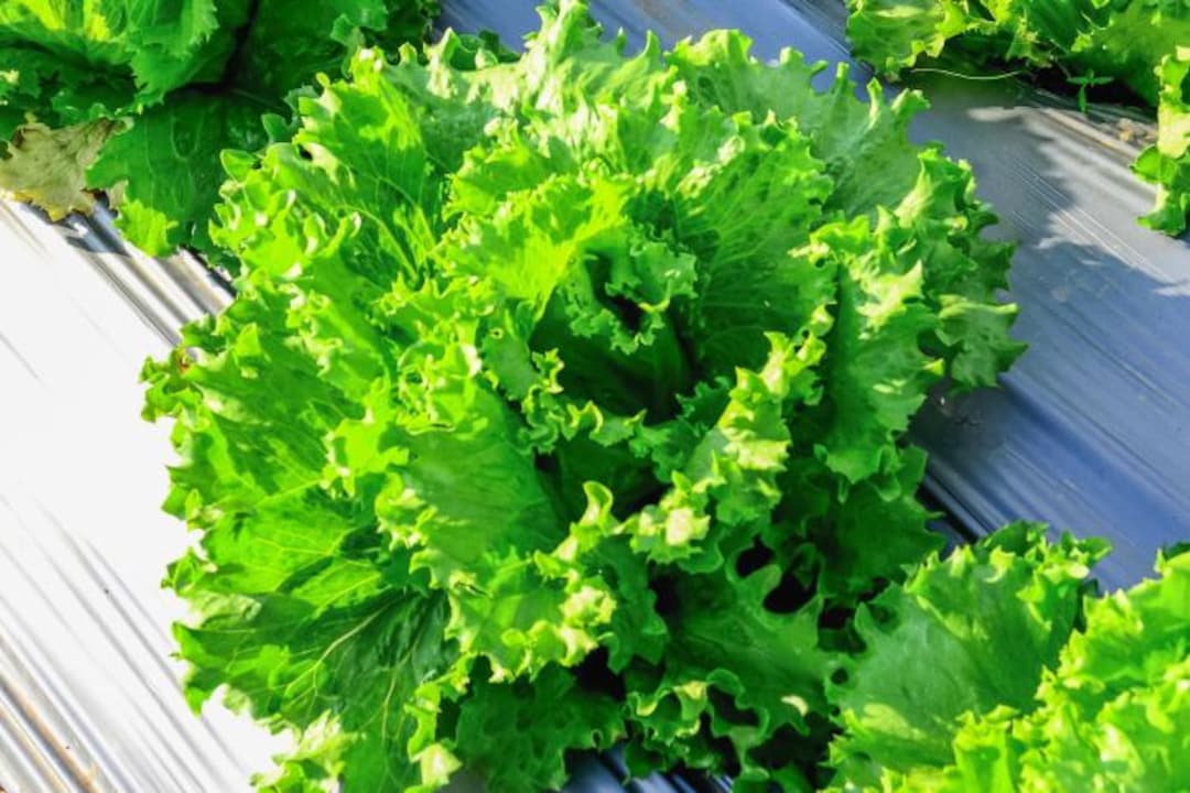 green-leaf-lettuce-starter-live-plants-4-seedlings-etsy