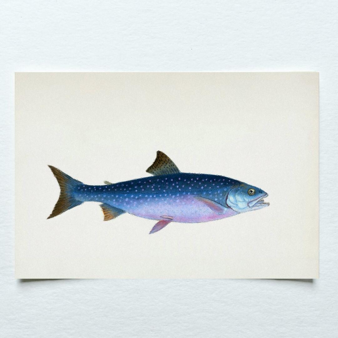 Elpine Fish Alpine Salmon Fish Print, Minimalist Ocean Art, Sea Creature Gift ...