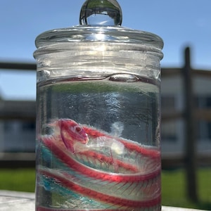 May include: A clear glass jar with a glass lid, containing a preserved fish skeleton. The skeleton has red and white bones, and is suspended in a clear liquid. The jar is sitting on a wooden surface, with a blue sky in the background.