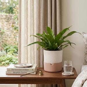 Peut inclure: Une plante verte luxuriante est dans un pot blanc et rose à motifs ondulés sur une table en bois. On y trouve également des livres, une petite assiette avec des bagues, un verre d'eau et une cloche en laiton. La scène est près d'une fenêtre avec des rideaux beiges.