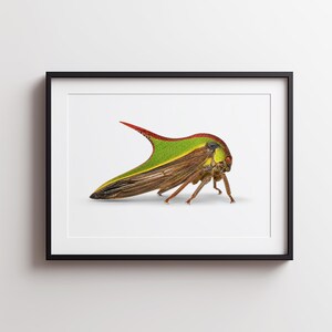 May include: A framed wall art print featuring a detailed side profile of a treehopper insect. The insect has a vibrant green pronotum with a prominent red-tipped horn, brown wings, and small legs, displayed within a simple black rectangular frame.