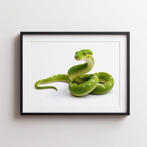 Puede incluir: Una lámina artística enmarcada que muestra una serpiente de color verde vibrante con pequeñas manchas blancas enroscada en reposo. La serpiente tiene una forma de cabeza y escamas distintivas, dentro de un marco negro sobre fondo blanco.
