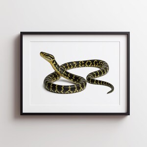 May include: A framed wall art print featuring a high-contrast photograph of a snake with a black body and vibrant yellow, jagged, geometric patterns along its scales. The snake is coiled in a resting position with its head raised and alert.