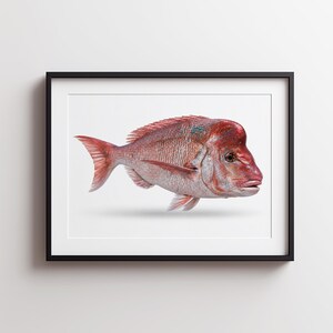 Peut inclure: Une impression d'art encadrée représentant le profil latéral détaillé d'un daurade rose. Le poisson présente une bosse frontale prononcée, des écailles texturées dans des tons de rose et de rouge, et une petite tache d'écailles bleu irisé.
