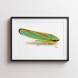 Op de afbeelding: Een ingelijste wandkunstprint met een zijaanzicht van een kleurrijke dwergcicade. Het insect heeft een felgroen lichaam met opvallende oranje lengtestrepen op de vleugels, een zwarte vleugelpunt en lichtgele poten, alles tegen een witte achtergrond.